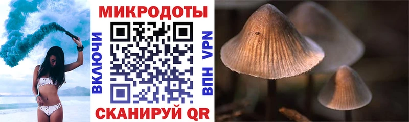 Купить  Алдан  Галлюциногенные грибы Psilocybine cubensis 